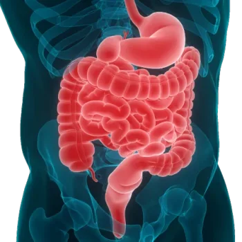 gastroenterology, colonoscopy and gastroscopy גסטרואנטרולוגיה