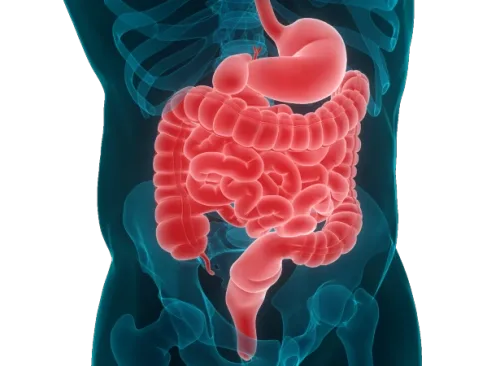 gastroenterology, colonoscopy and gastroscopy גסטרואנטרולוגיה